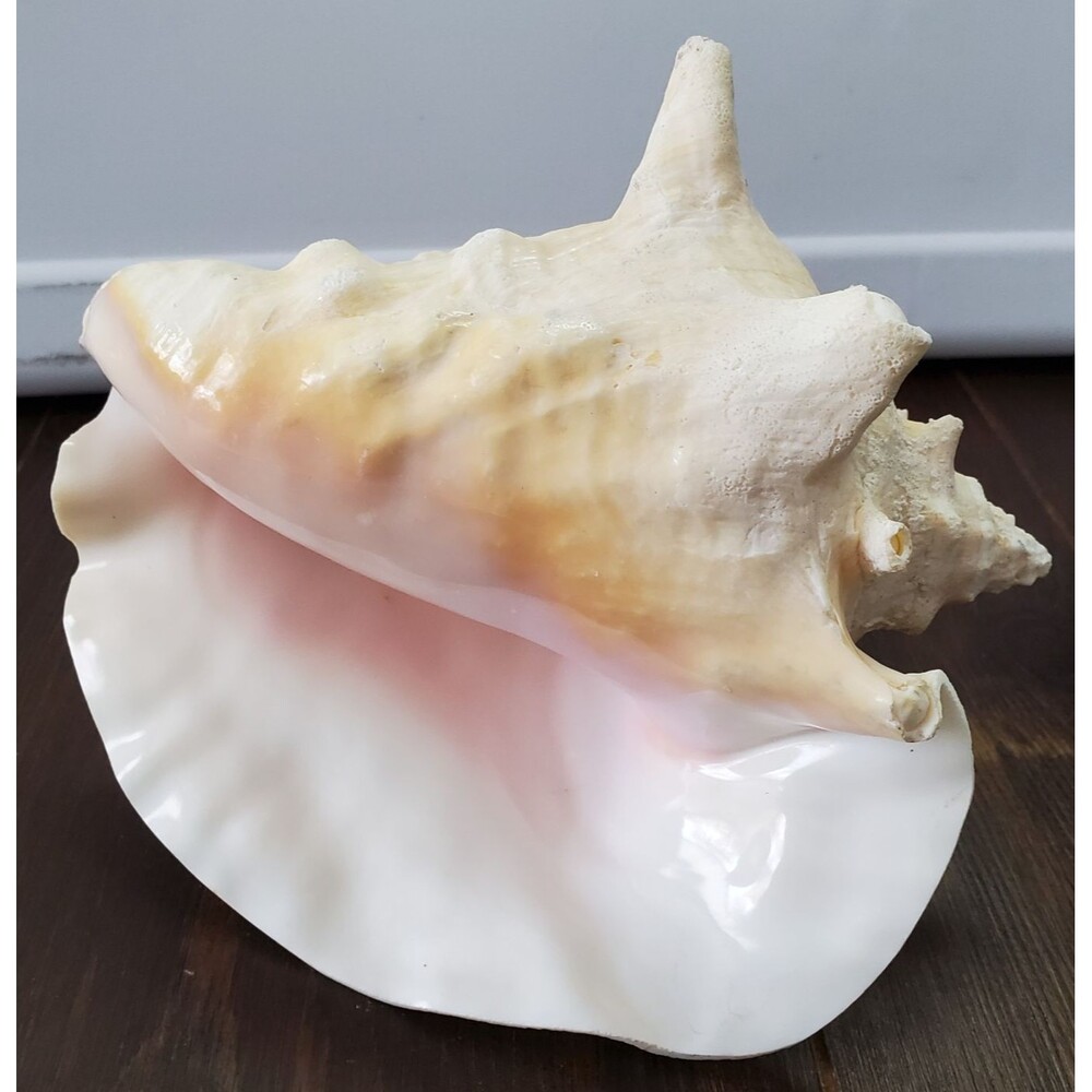 Queen Conch Shell Large Natural Roller Seashell Beige Pink 6x7x4.5" Coastal Gran